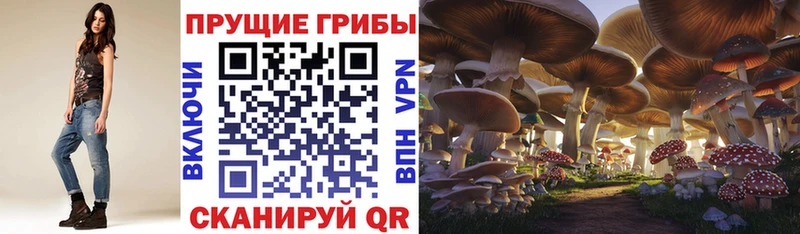 Псилоцибиновые грибы Cubensis  Тара 